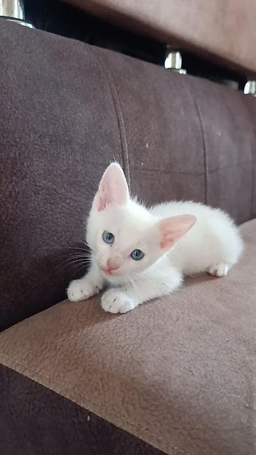 Təmiz ev pişiyi hər şey yeyir latoka öyrəşib saglam oynagan pişikdi