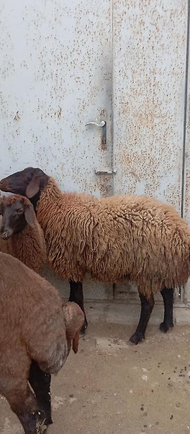 Qoyunlar, qoçlar: Salam ünvan Bakıin maştağa kendi obşi 5 baş heyvanlar 1 baş ana-bala 5 — 8