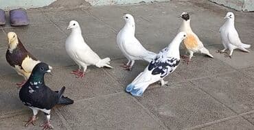 Gəmiricilər: Tərgizmə quşlar satılır. Sağlam uçan seçmə quşlardı. Hamısı birlikdə — 8