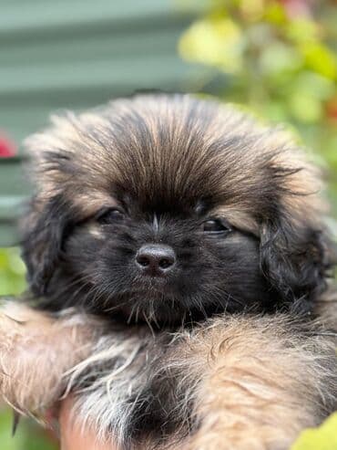 barter it: Pekines, 2 ay, Erkek, Peyvəndli, Ödənişli çatdırılma — 2