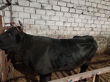 Salam aleykum düyə heyvandi 1 ni dogub boş bekar adamlar narahat