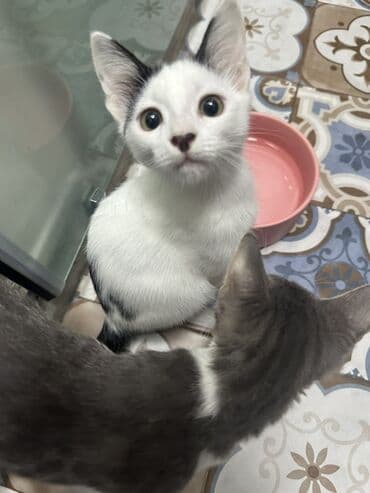 pekines it satisi: Yaxşı əllərə — 3