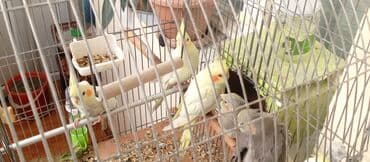 Tutuquşu Korella. ( Sultan ) Sarı quşlar 35 manat Boz quşlar 30 manat