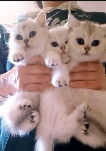 gence pisik: Britan, Erkək, Dişi, Yaxşı əllərə, Ünvandan götürmə — 1