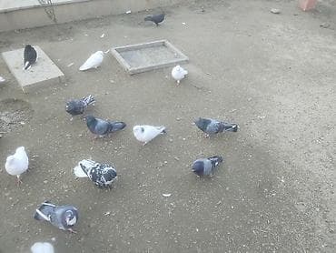 goyercin satisi: Gördüyünüz quwalarin bezileri satilir isdeyen osla elaqe saxlaya — 7