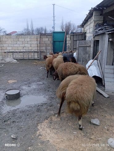 Dana, buzov: Qoyun sürüsü — ət və damazlıq üçün - Növ: yerli qarabaş/qırma — 4