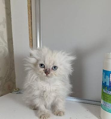 akvarium yumru: Erkək, Dişi, Yaxşı əllərə, Rayonlara çatdırılma, Ödənişli çatdırılma, Ünvandan götürmə — 1