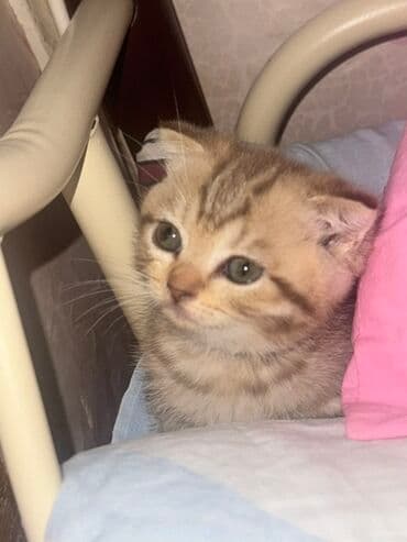 pers pişiy: Şotland yastı qulaq, Dişi, Yaxşı əllərə, Ünvandan götürmə, Ödənişli çatdırılma — 2