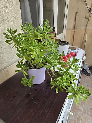 nokia yarpaq: Aeonium (sukulent) – günəşi sevən, istiyə və soyuğa davamlı dekorativ — 1