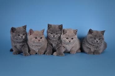 mingəcevir pişik: Şotland — 3