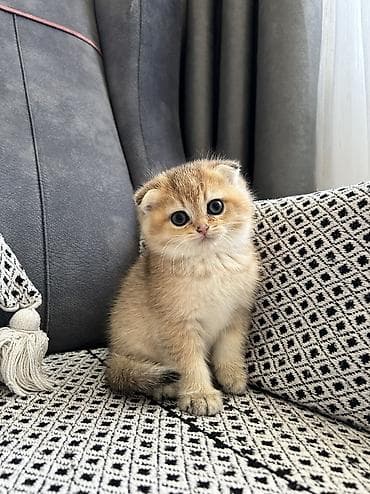 pişik sumkası: Qızıl şinşilla, Erkək, Dişi, Yaxşı əllərə, Ünvandan götürmə, Ödənişli çatdırılma — 2