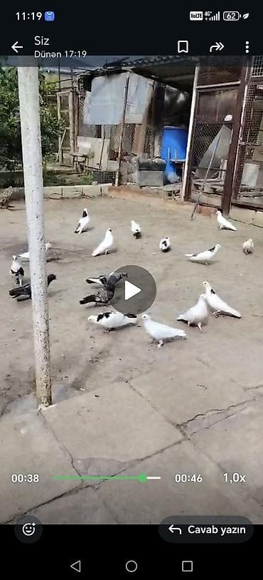 bildirçin quşu: Tergitme goyercinler 22 dene için de 10a yaxın seykalar var 150 azn — 3