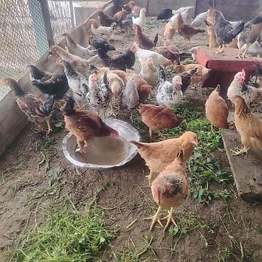 Təsərrüfat toyuqları – müxtəlif yerli ət–yumurta istiqamətli cinslər