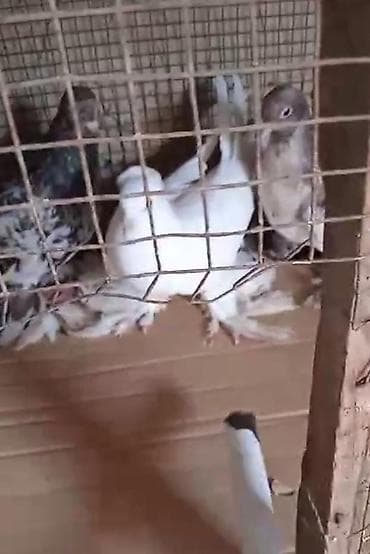 goyercin satışı: Dort eded iri lelekli qus satilir bir anadir iki bala olar kekilsizdir — 6