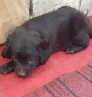 bokser it: Labrador-retriver, 1 ay, Dişi, Peyvəndli — 10