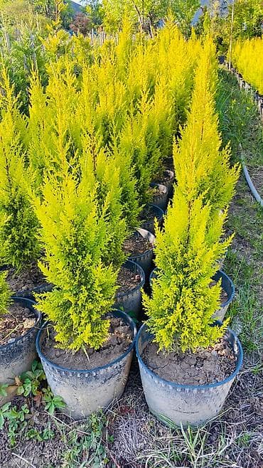 torf nerede satılır: Limonni yolka agacları çox münasib qiymətə satişda dibçəkdə böyüdülmüş — 2