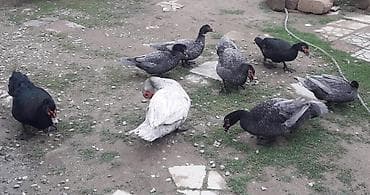 ordek: Şəkildəki ördəklərin yumurtasi satilir
Təzə və mayali yumurtalardi — 9