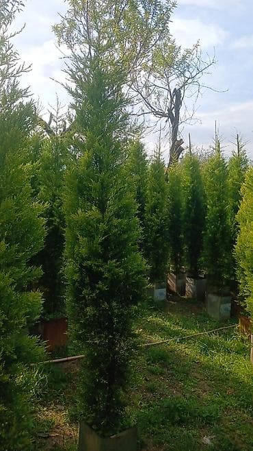 Leylandi tuya ağacları – dekorativ, həmişəyaşıl hasar və landşaft üçün
