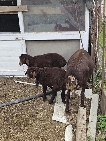 Atlar: Qarabaş (yerli döşəli quyruq) tipli qaramatlı qoyun və quzular - — 1