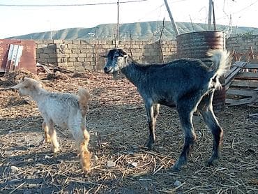 K/t heyvanları və malları: 4baş ana-bala keçilər satılır 1 Sani dişi bala 2hələbdən dönmə ana — 2