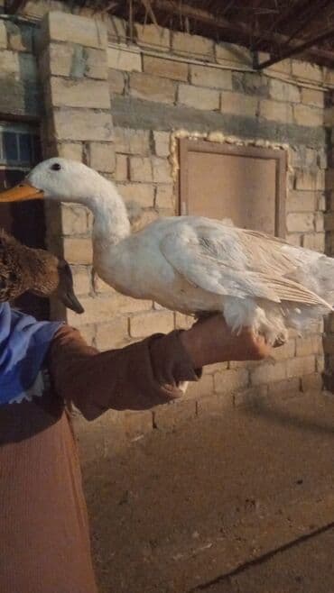 Satlıq ördəklər.Ördəklər diri və kəsilmiş satılır.Diri 1kq 10 azn — 1