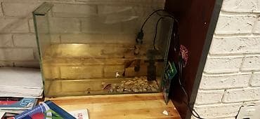 akvarium bitkisi: Akvaryum komplekti - Şüşə akvaryum: düzbucaqlı forma, təxmini ölcu 60 — 2