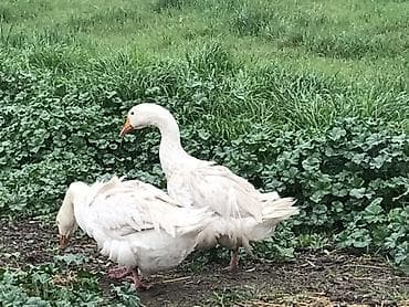 kənd toyuqlarının satışı: Ağ qazlar – təsərrüfat üçün məhsuldar və dözümlü quşlar - Cins: ağ — 1