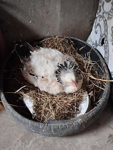 toyuq bazari: Курица, Для разведения — 3