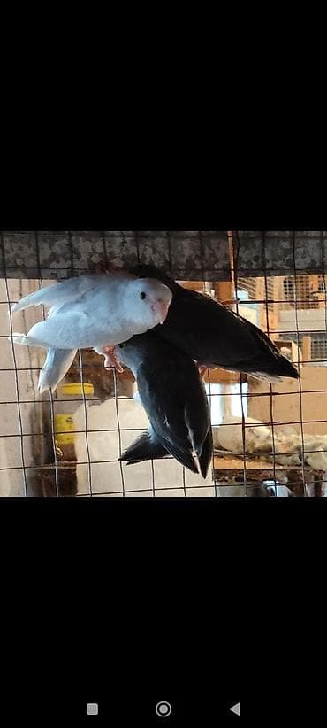 Folpus quşları dünyanın ən balaca quşları Varabınnıy papuqay Sevgi