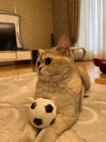 cütleşdirme: Золотая шиншилла, Самец, Для вязки, Бесплатная доставка, Платная доставка, Доставка в районы — 2