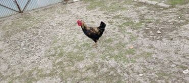 cins inekler azerbaycanda: Xüsusiyyətlər: - Gözəl tüklü, qara əsasında qızılı-qəhvəyi naxışlı — 1