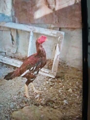 cucə və xoruz təmsil: Məhsul: Uzunboyun döyüş tipi xoruz (fotoşəkillərdəki) Təsvir: - — 8