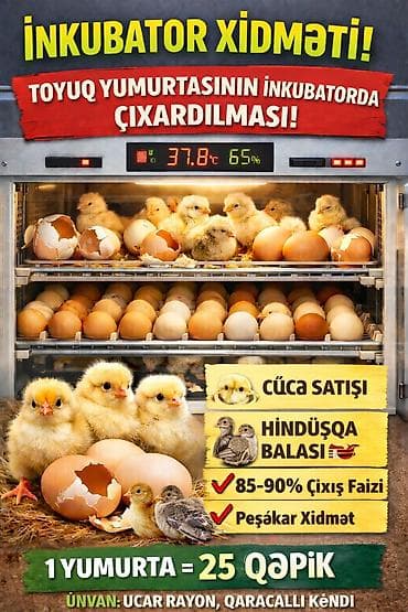 İnkubator xidməti – toyuq yumurtasının inkubatorda çıxardılması -