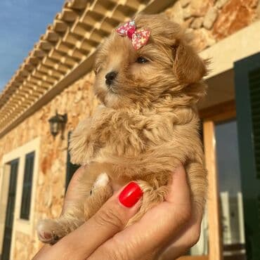 balonka sumqayıt: Malta bolonka, 2 ay, Erkek — 3