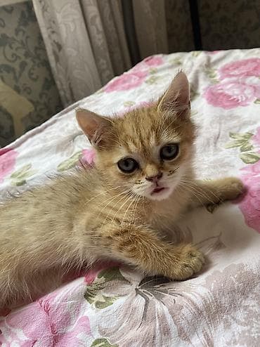 pişik satışı lalafo: Qızıl şinşilla, Erkək — 3