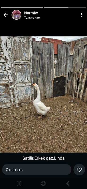 rus inekleri: Erkək, | Linda, Ətlik — 2