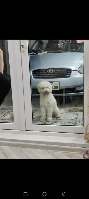 джек рассел терьер: Пудель — 2