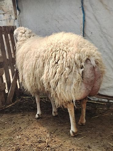 mal qoyun: Tam sağlam heyvandı doğmayıb qoça gəldiyini bilmirəm — 2