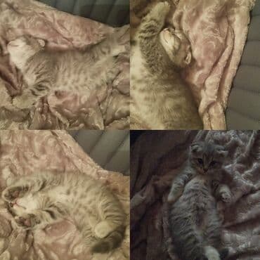 golden pişik: Britan, Erkək, Yaxşı əllərə — 5