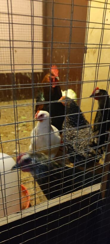 Inəklər, öküzlər: Xarkov toyuqlar satilir hamisi bir yerde 2 xoruz 5 fere 280 manat kom — 4