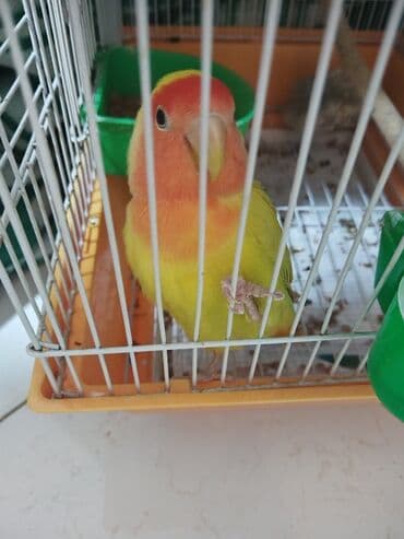 quş yuvasi: Hazir cütdü qefesi, yuvasiyem qabis, su qabi hamisi bir yerde — 3