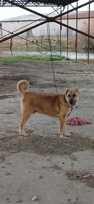 koker spaniel satilir: Qurdbasar, 2 il, Erkek, Peyvəndli, Rayonlara çatdırılma — 4