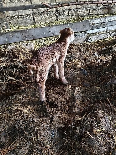 körpə quzu: Qızılı-qəhvəyi yunlu quzu erkək - Növ: qoyun/quzu - Rəng — 3