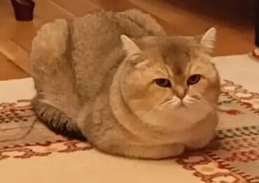 pişik sahibləndirilir: Qızıl şinşilla, Cütləşmə üçün — 2