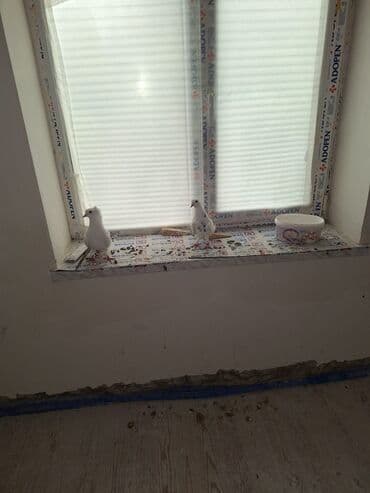 qus bazari bakida: Ağ rəngli bəzək güvənləri (cüt) - Növ: ev güvəni, ağ rəngdə - — 1