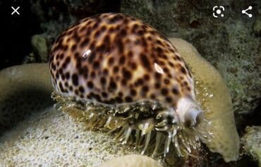 аквариум в баку: Deniz molyuskasi, natural deniz mehsuludur. Suvenir ve ya hediyye kimi — 3