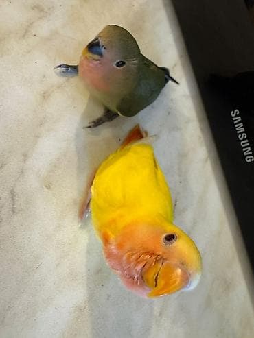 Balıqlar: PAPUQAY NERAZLUCNIK ( SEVDA PAPUQAYI ). Əl quşlarıdı. Əldə böyüdülüb — 2