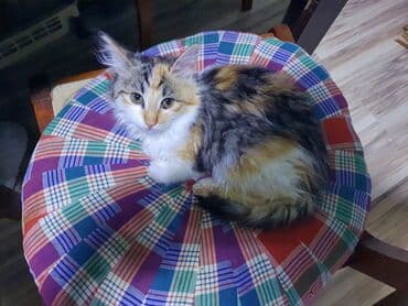 Pişiklər: Norveç, Yaxşı əllərə, Ünvandan götürmə — 8