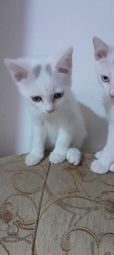 возьму котенка в добрые руки: Yaxşı əllərə — 3