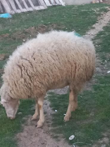 qoyun sortlari: Salam qoyunlar satılır 8dənə heyvandı cavan heyvanlardı tam sağlam — 3